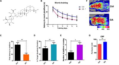 Glycyrrhizic Acid Improves Cognitive Levels of Aging Mice by Regulating T/B Cell Proliferation